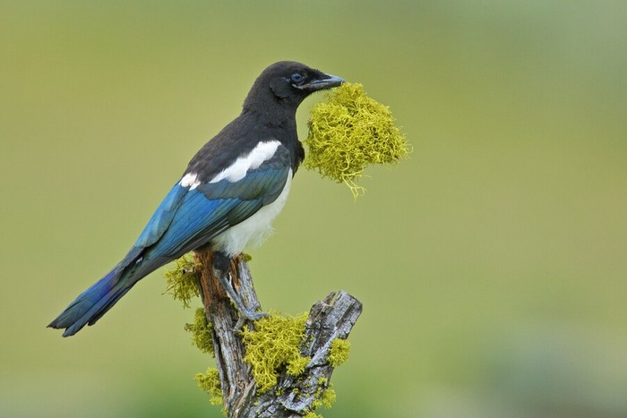 Thế giới của các loài chim hoang ở Okanagan, British Columbia